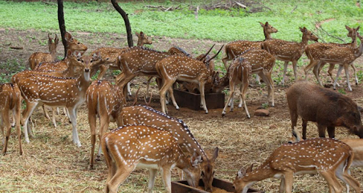 photo of Mahavir Harina Vanasthali National Park